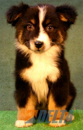 Australian Shepherd Negro Tricolor Macho #080M4103.jpg