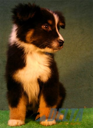 Australian Shepherd Negro Tricolor Macho #080M4104.jpg