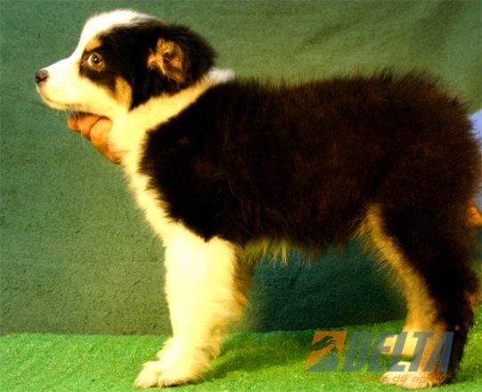 Australian Shepherd Negro Tricolor Macho #080M5105.jpg