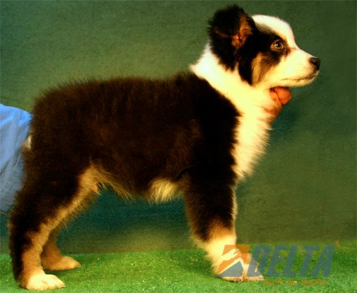 Australian Shepherd Negro Tricolor Macho #080M5106.jpg