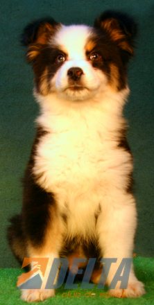 Australian Shepherd Negro Tricolor Macho #080M5107.jpg