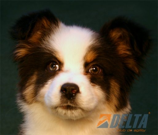 Club de Agility Delta