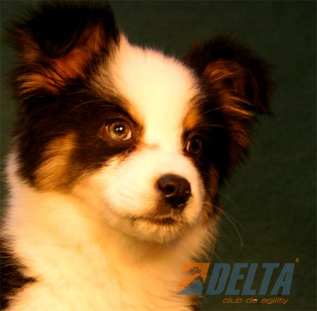 Australian Shepherd Negro Tricolor Macho #080M5109.jpg