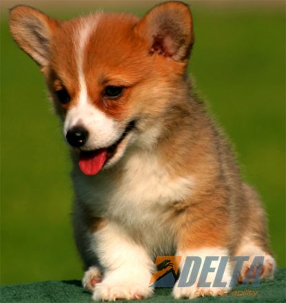 Club de Agility Delta