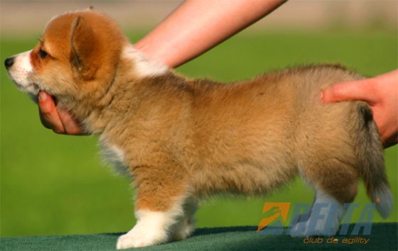 Welsh Corgi Pembroke Leonado con Blanco Hembra #055H158.jpg
