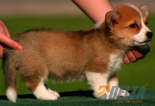 Welsh Corgi Pembroke Leonado con Blanco Hembra #055H159.jpg