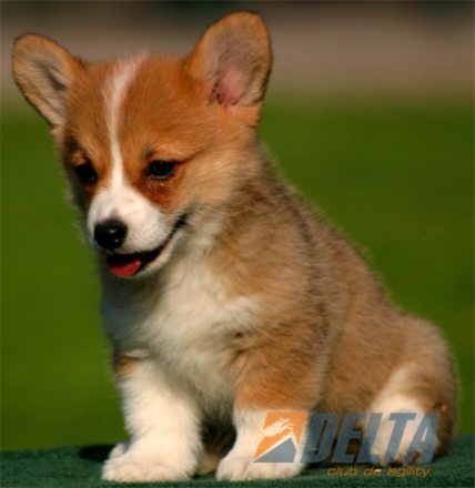 Welsh Corgi Pembroke Leonado con Blanco Hembra #055H160.jpg