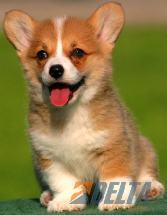 Welsh Corgi Pembroke Leonado con Blanco Hembra #055H161.jpg
