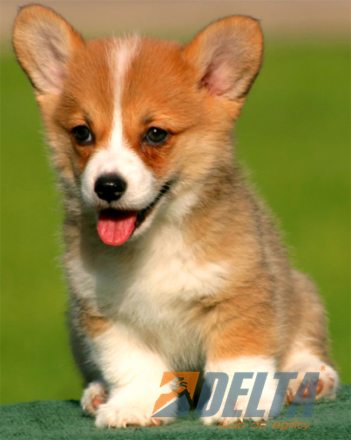 Welsh Corgi Pembroke Leonado con Blanco Hembra #055H162.jpg