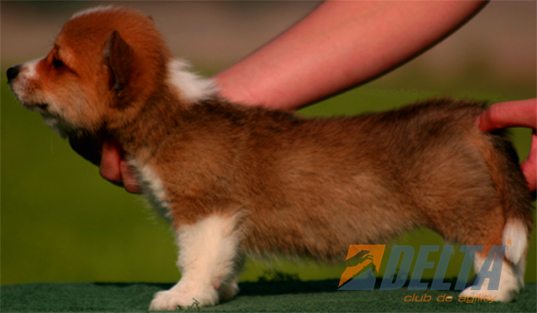 Welsh Corgi Pembroke Leonado con Blanco Hembra #055H363.jpg