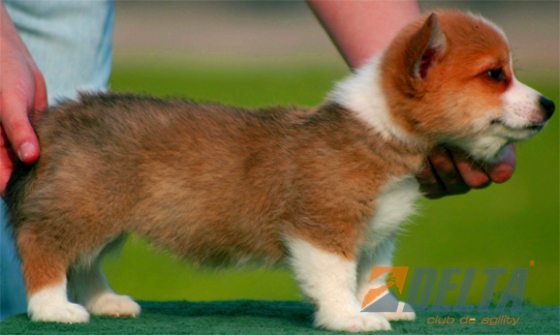 Welsh Corgi Pembroke Leonado con Blanco Hembra #055H364.jpg