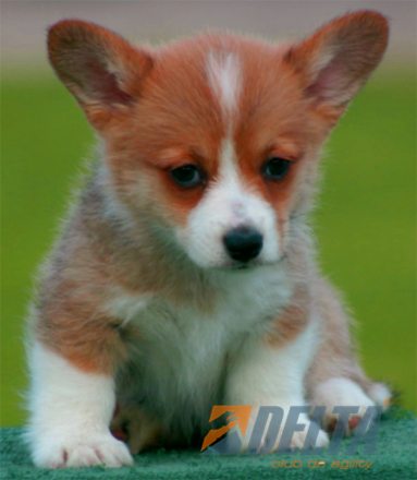 Welsh Corgi Pembroke Leonado con Blanco Hembra #055H365.jpg