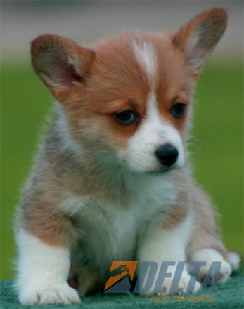 Club de Agility Delta