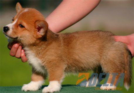 Welsh Corgi Pembroke Leonado con Blanco Macho #055M267.jpg
