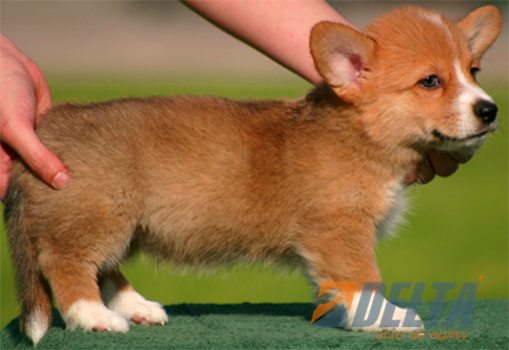 Welsh Corgi Pembroke Leonado con Blanco Macho #055M268.jpg