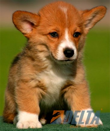 Club de Agility Delta