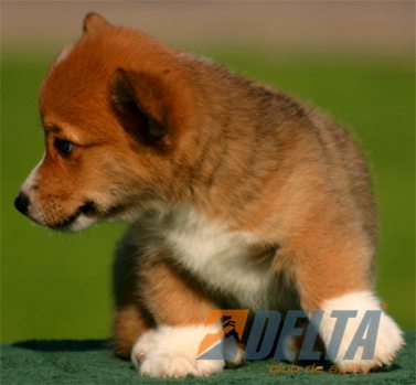Welsh Corgi Pembroke Leonado con Blanco Macho #055M270.jpg