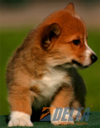 Welsh Corgi Pembroke Leonado con Blanco Macho #055M271.jpg