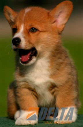 Welsh Corgi Pembroke Leonado con Blanco Macho #055M272.jpg