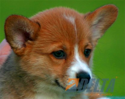 Welsh Corgi Pembroke Leonado con Blanco Macho #055M273.jpg