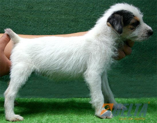 Parson Jack Russell Terrier Tricolor Hambra #072H175.jpg