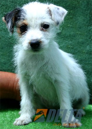 Parson Jack Russell Terrier Tricolor Hambra #072H176.jpg