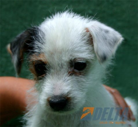 Parson Jack Russell Terrier Tricolor Hambra #072H177.jpg