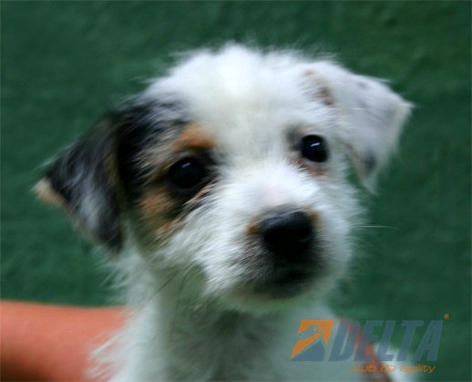 Parson Jack Russell Terrier Tricolor Hambra #072H178.jpg