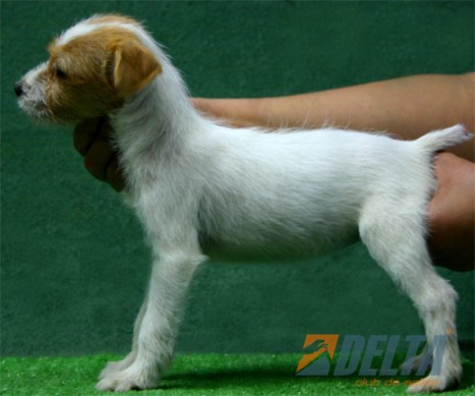 Club de Agility Delta
