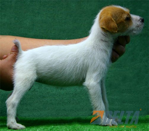 Parson Jack Russell Terrier Bicolor Hambra #072H280.jpg