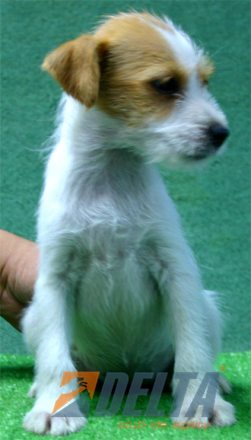 Parson Jack Russell Terrier Bicolor Hambra #072H281.jpg