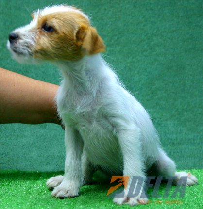 Parson Jack Russell Terrier Bicolor Hambra #072H282.jpg