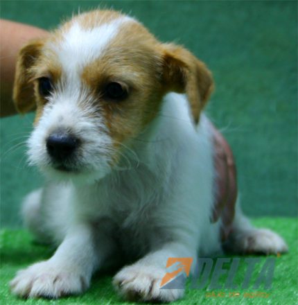 Parson Jack Russell Terrier Bicolor Hambra #072H283.jpg