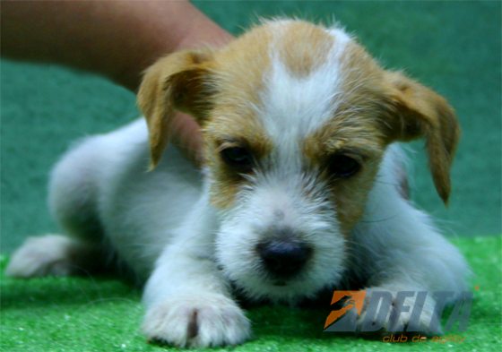 Parson Jack Russell Terrier Bicolor Hambra #072H284.jpg
