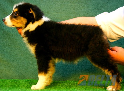 Australian Shepherd Negro Tricolor Hembra #080H185.jpg