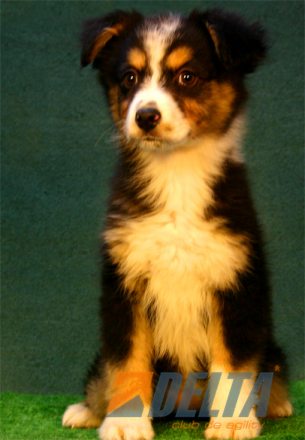 Australian Shepherd Negro Tricolor Hembra #080H187.jpg
