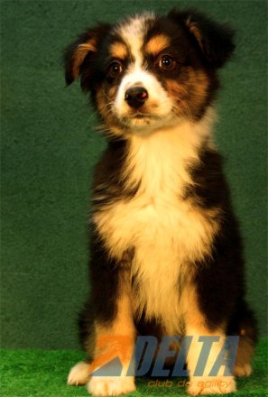 Australian Shepherd Negro Tricolor Hembra #080H188.jpg