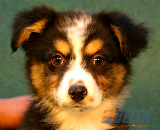 Club de Agility Delta