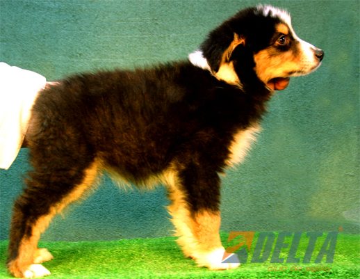 Australian Shepherd Negro Tricolor Hembra #080H190.jpg