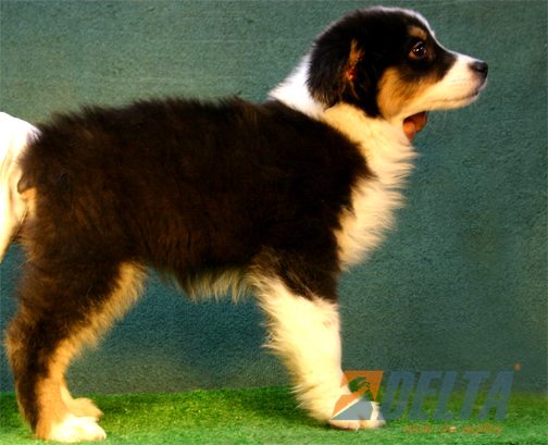 Australian Shepherd Negro Tricolor Hembra #080H291.jpg