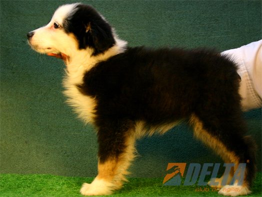 Australian Shepherd Negro Tricolor Hembra #080H292.jpg