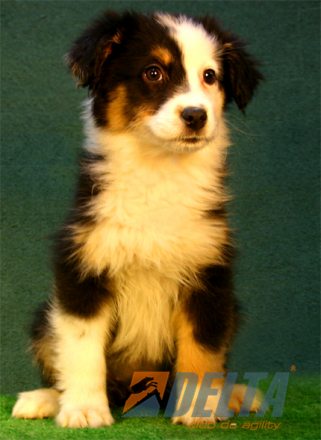 Australian Shepherd Negro Tricolor Hembra #080H293.jpg