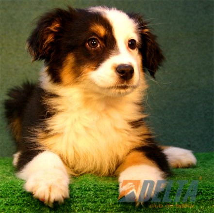 Australian Shepherd Negro Tricolor Hembra #080H294.jpg