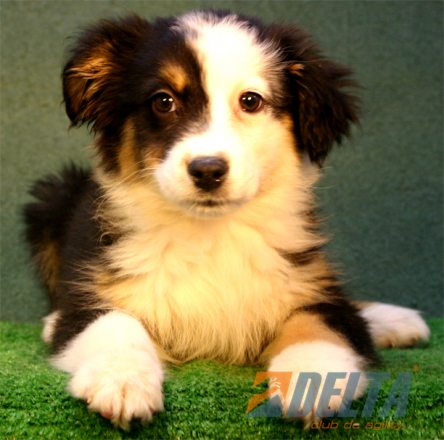Club de Agility Delta