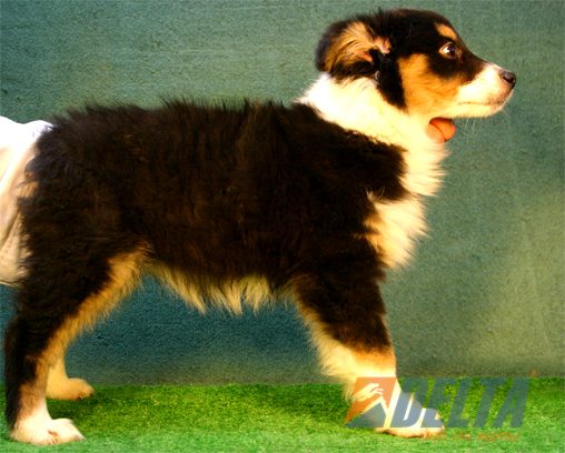 Australian Shepherd Negro Tricolor Hembra #080H396.jpg