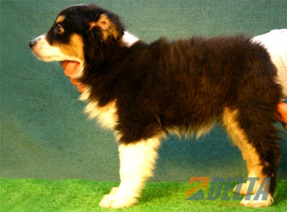 Australian Shepherd Negro Tricolor Hembra #080H397.jpg