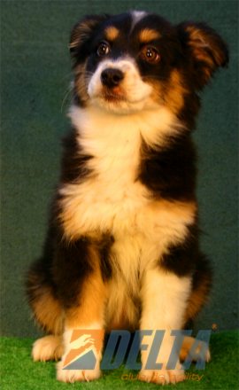 Australian Shepherd Negro Tricolor Hembra #080H398.jpg