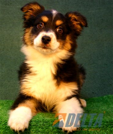 Club de Agility Delta