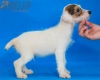 Parson Jack Russell Terrier Macho Tricolor #324M1270.jpg
