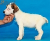 Parson Jack Russell Terrier Macho Tricolor #324M1271.jpg